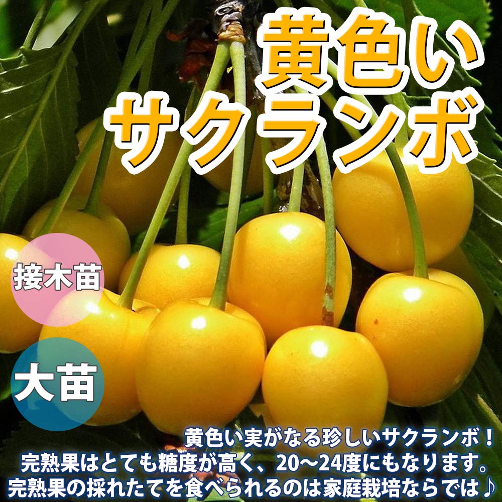 Amazon.co.jp: ITANSE さくらんぼの苗木 黄色いさくらんぼ 12